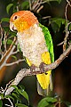 _MG_7694 white-bellied caique.jpg