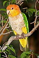 _MG_7695 white-bellied caique.jpg