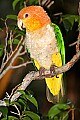 _MG_7696 white-bellied caique.jpg
