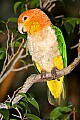_MG_7697 white-bellied caique.jpg