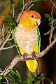 _MG_7700 white-bellied caique.jpg