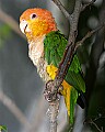 _MG_7703 white-bellied caique.jpg