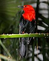 _MG_7706 scarlet-headed blackbird.jpg