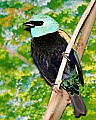 _MG_7757 blue-necked tanager.jpg