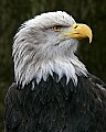 _MG_7775 bald eagle.jpg