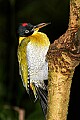 _MG_7805 black-headed woodpeckere.jpg