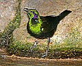 _MG_7842 emerald starling.jpg