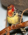 _MG_7860 red and yellow barbet.jpg