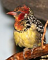 _MG_7864 red and yellow barbet.jpg