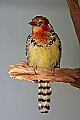 _MG_7876 red and yellow barbet.jpg