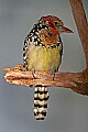 _MG_7884 red and yellow barbet.jpg