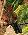 _MG_8000 red-faced  Liocichla.jpg