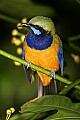 _MG_8038 Orange-bellied Leafbird.jpg