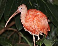 _MG_8142 scarlet ibis.jpg