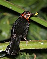 _MG_8198 immature scarlet-headed blackbird.jpg