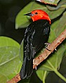 _MG_8209 scarlet-headed blackbird.jpg