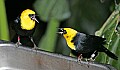_MG_8258 Yellow-hooded Blackbird.jpg
