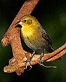 _MG_8293-female Yellow-hooded blackbird.jpg