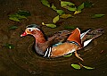 _MG_8317 mandarin duck.jpg