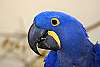 _DSC6420 Hyacynth macaw.jpg