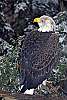 _DSC6501 bald eagle.jpg