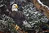 _DSC6517 bald eagle.jpg