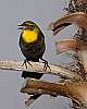 _DSC6542 yellow-headed blackbird female.jpg