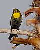 _DSC6544 yellow-headed blackbird female.jpg