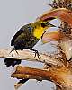 _DSC6548 yellow-headed blackbird female.jpg