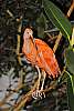 _DSC6621 scarlet ibis.jpg
