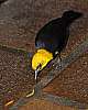 _DSC6624 yellow-hooded blackbird.jpg