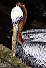 _DSC6632 brown pelican.jpg