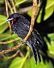 _DSC6650 ruby-throated fruit crow.jpg