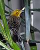 _DSC6655 female yellow-hooded blackbird.jpg