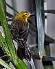 _DSC6656 -female Yellow-hooded blackbird.jpg