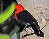 _DSC6664 scarlet-headed blackbird.jpg