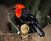 _DSC6707 scarlet-headed blackbird.jpg