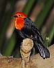 _DSC6714 scarlet-headed blackbird.jpg