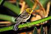 _DSC6792 female yellow-headed blackbird.jpg