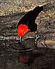 _DSC6810 scarlet-headed blackbird.jpg