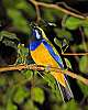 _DSC6939 Orange-bellied Leafbird.jpg