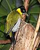 _MG_3678 black-headed woodpecker.jpg