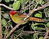 _MG_3701 Red-faced Liocichla.jpg