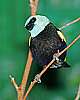 _MG_3906 blue-necked tanager.jpg