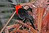 _MG_3928 scarlet-headed blackbird.jpg