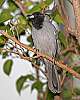 _MG_3935-Black-Faced Cuckoo-Shrike.jpg