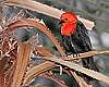 _MG_3940 scarlet-headed blackbird 2.jpg