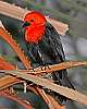 _MG_3940 scarlet-headed blackbird.jpg