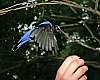 _MG_3954 fairy bluebird.jpg