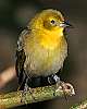 _MG_3966 female yellow-hooded blackbird.jpg